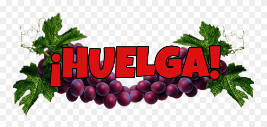 Huelga Cesar Chavez Boycott Grapes Delano - Illustration Clipart