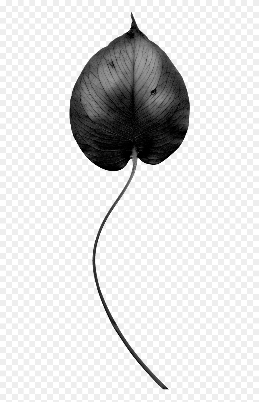 Clip Art - Png Download