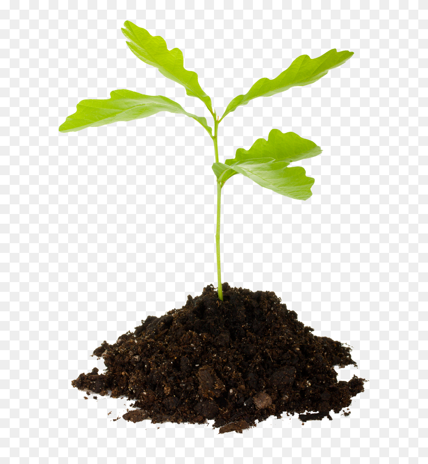 Last Chance For Spring 2013 Tree Planting - Tree Sapling No Background Clipart