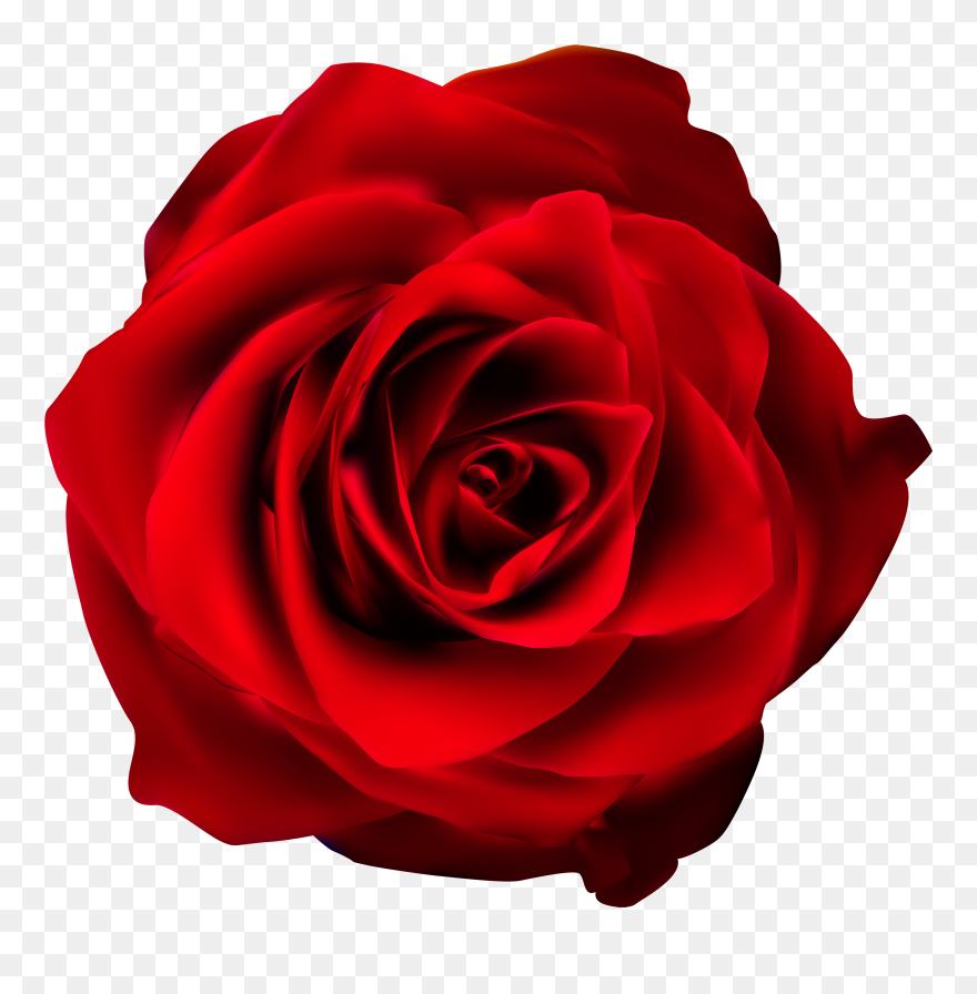 Red Rose Clipart - Rose Transparent Background Png