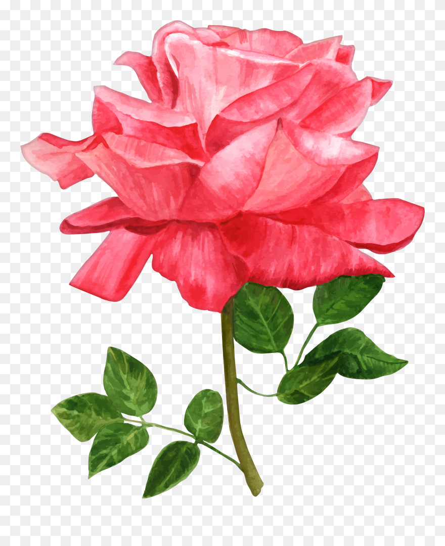 Rose Clipart Watercolor - Png Download