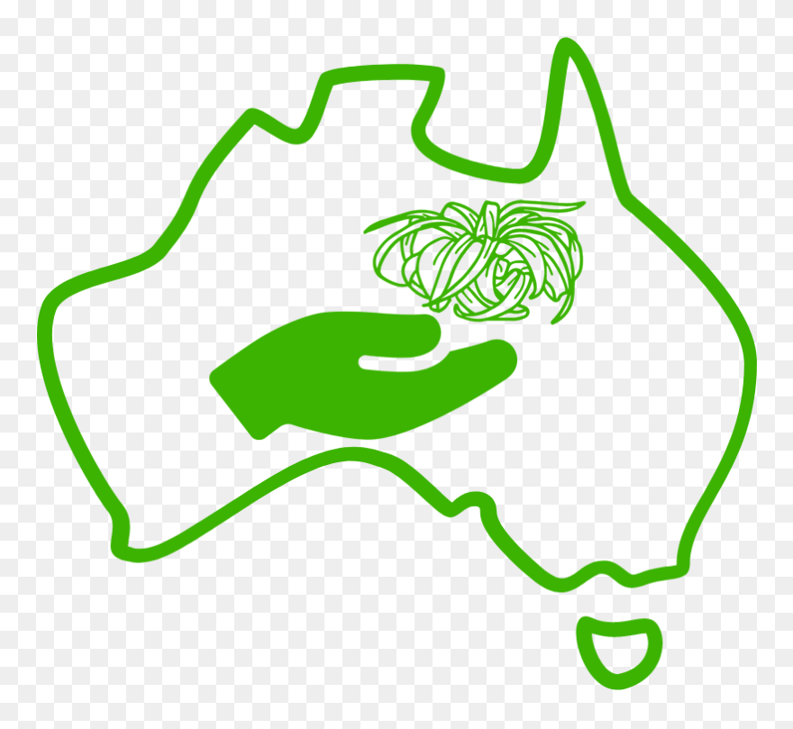 How To Care For Air Plants In Australia Clipart