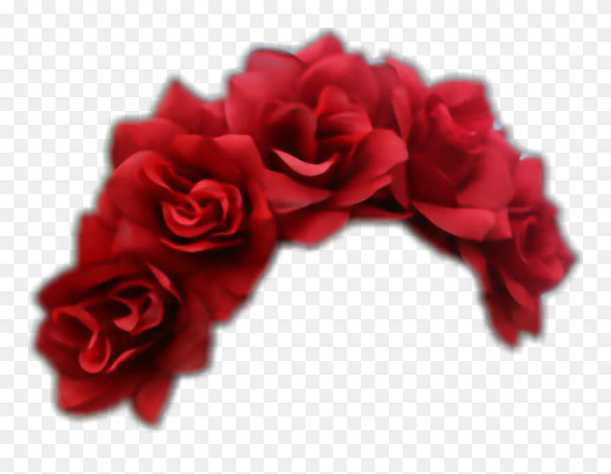 #roses #flowercrown #red - Garden Roses Clipart