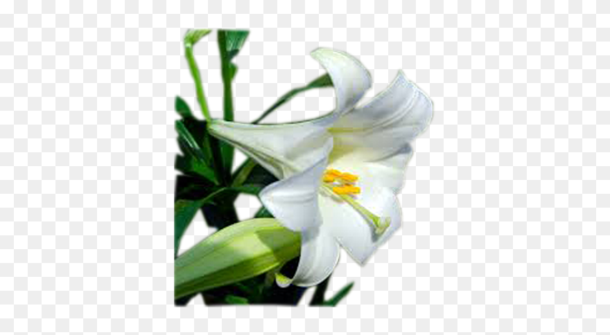 Lily Transparent Easter - Easter Lily Clipart