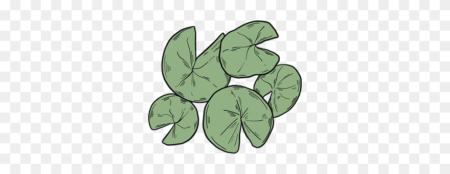 Lily Pads Clipart - Png Download (#5528693) - PinClipart