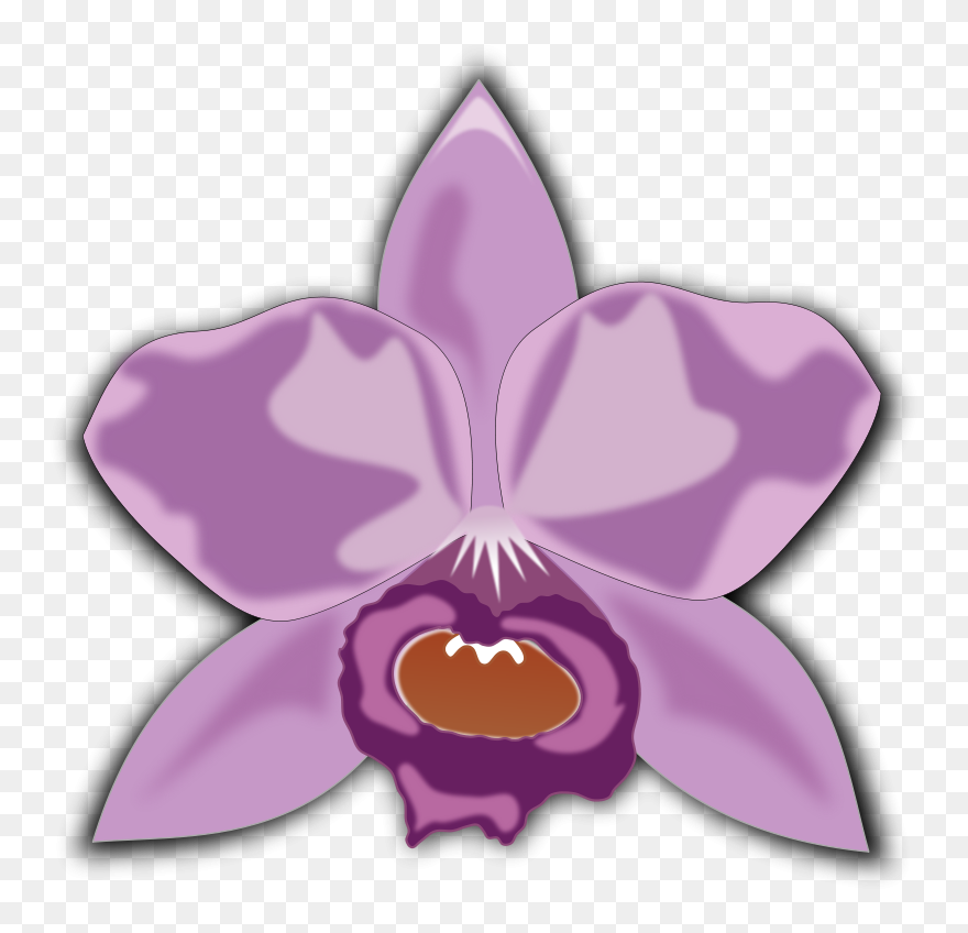 Cattleya - Cattleya Png Clipart