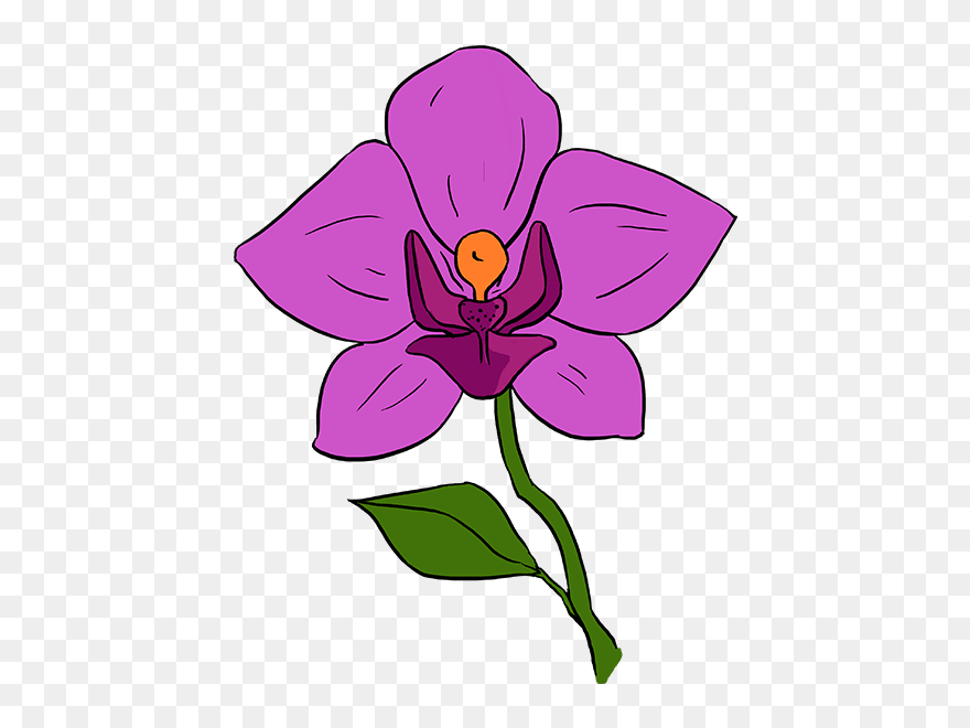 How To Draw Orchid - Draw A Orchid Flower Clipart