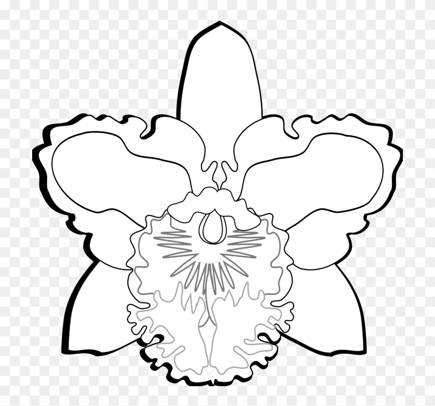 Symmetry,monochrome Photography,petal - Clip Art Orchid Black And White - Png Download