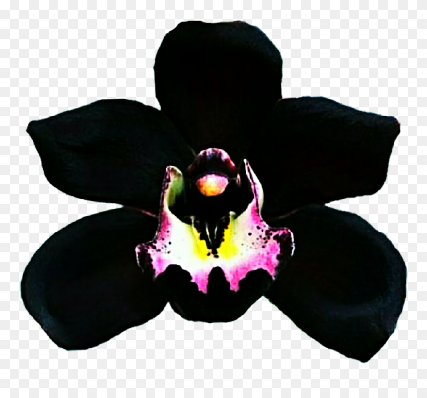 Clipart Resolution 1024*921 - Single Black Orchid Flower - Png Download