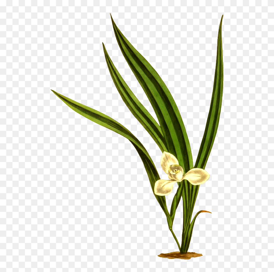 Transparent Marsh Clipart - Plants - Png Download