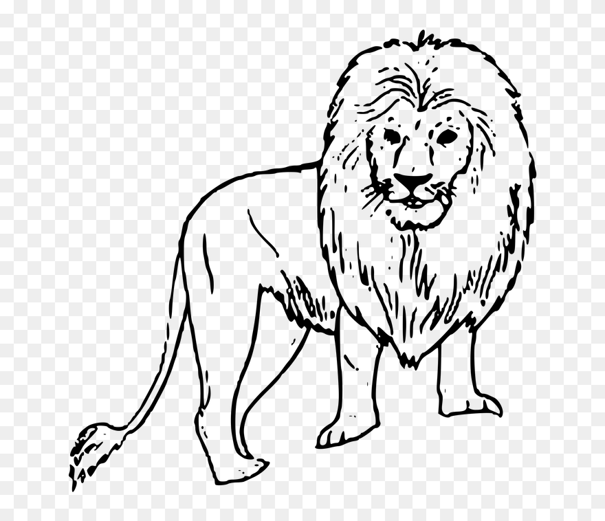 Hd Image Of A Black And White Lion - Wild Animals Drawing Easy Clipart