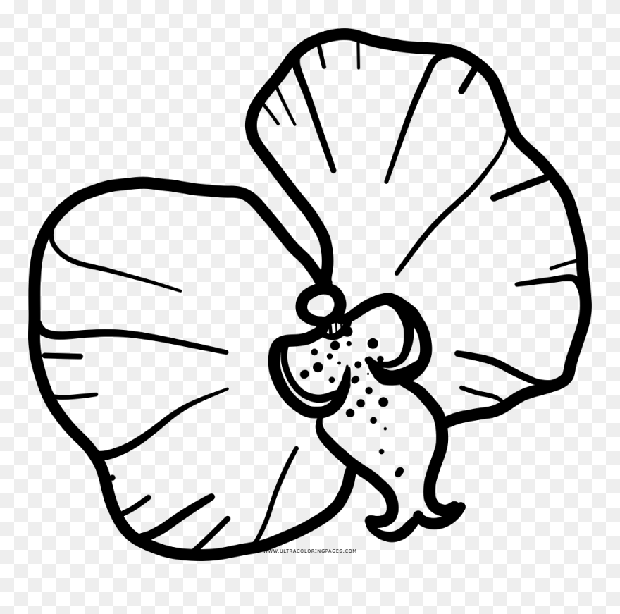Orchid Flower Coloring Page Clipart