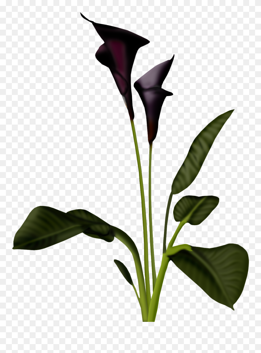 Calla Lily Transparent Background Clipart