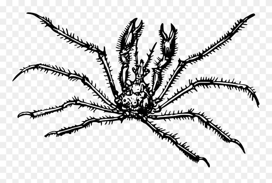Spider Clipart Black And White - Fresh Crab - Png Download