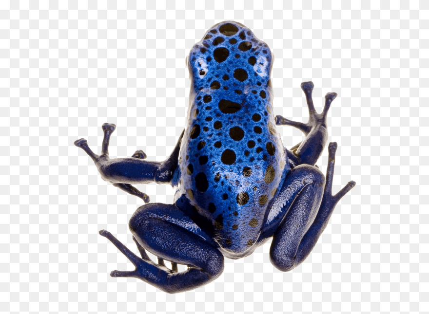 Poison Dart Frog Photo - Blue Banded Poison Dart Frog Clipart