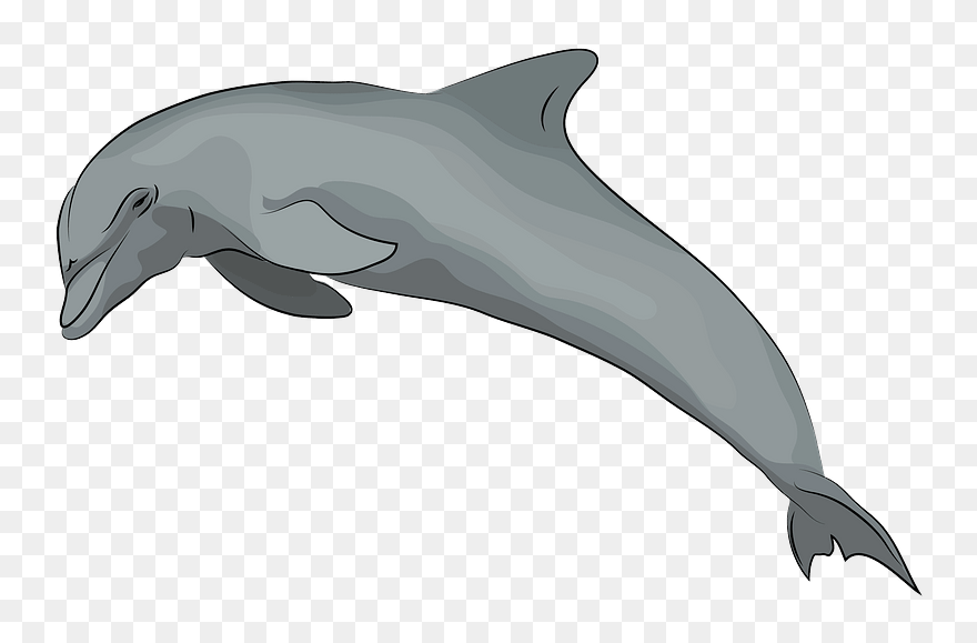Dolphin Clipart - Png Download