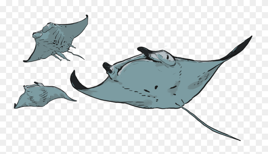 Marine Life Drawing - Marine Animals Drawing With Transparent Background Clipart