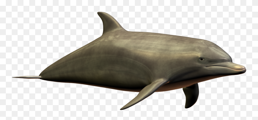 Best Free Dolphin High Quality Png - Portable Network Graphics Clipart