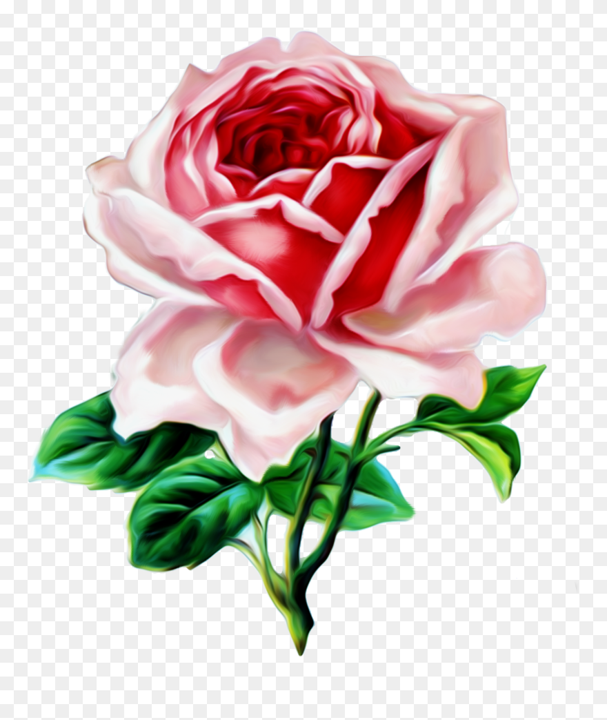 Transparent Country Rose Clipart - Aesthetic Clip Art Vintage - Png Download