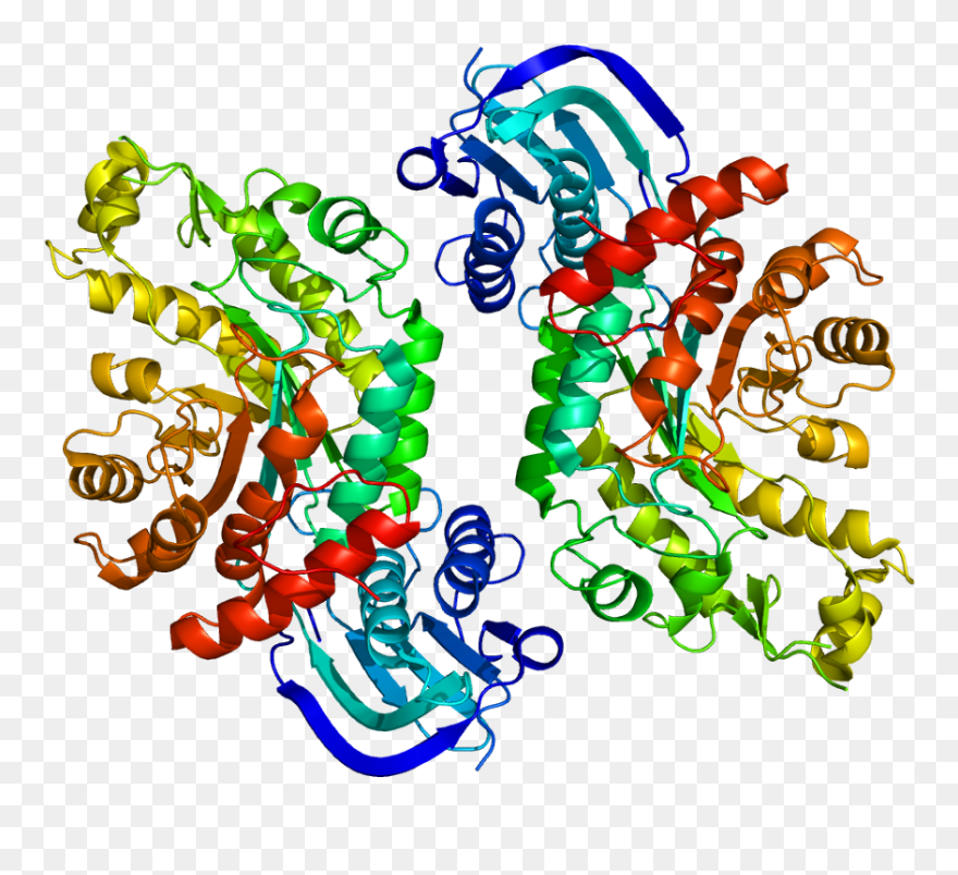 Protein Hexb Pdb 1nou - Beta Hexosaminidase Clipart