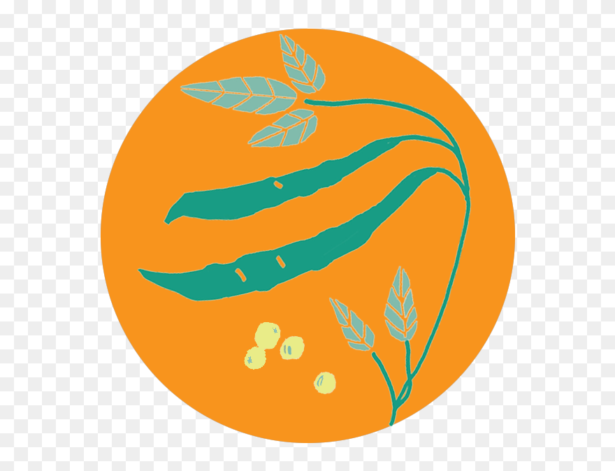 Pigeon-pea - Illustration Clipart