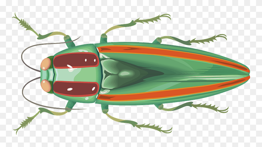 Jewel Beetle Insect Clipart - Leaf Beetle - Png Download