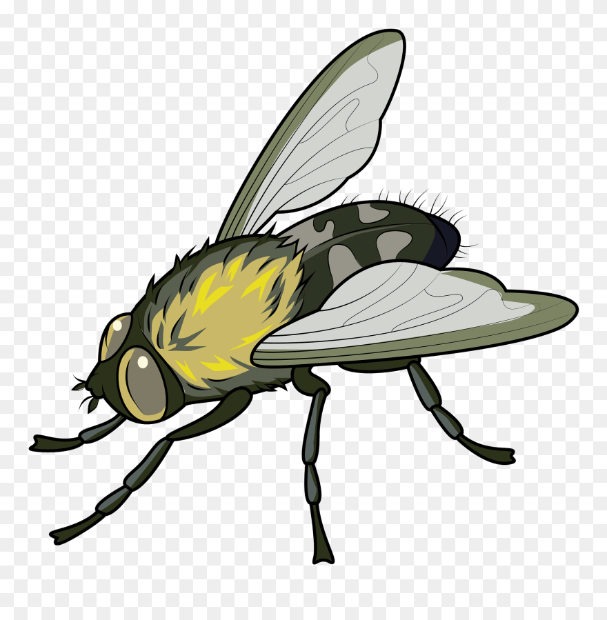 Муха Клипарт Clipart