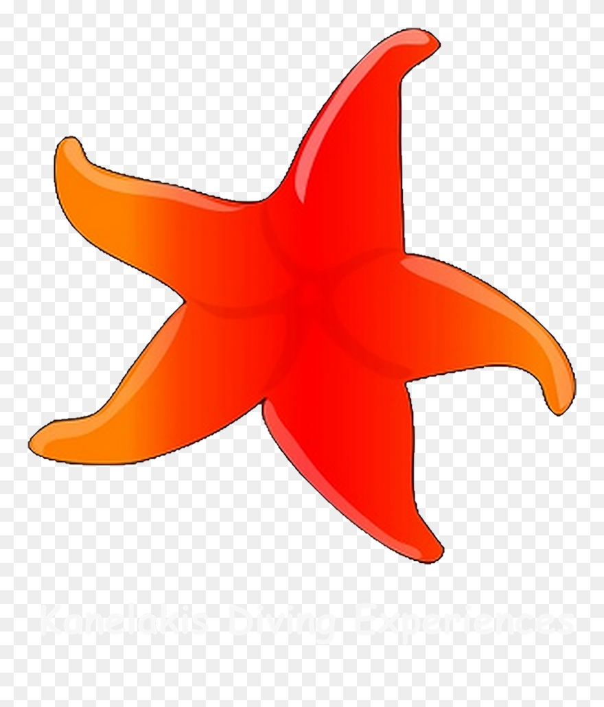 Kanelakis Diving Experiences - Star Fish Clip Art - Png Download