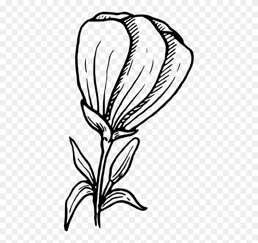 Line Art,plant,flora Clipart