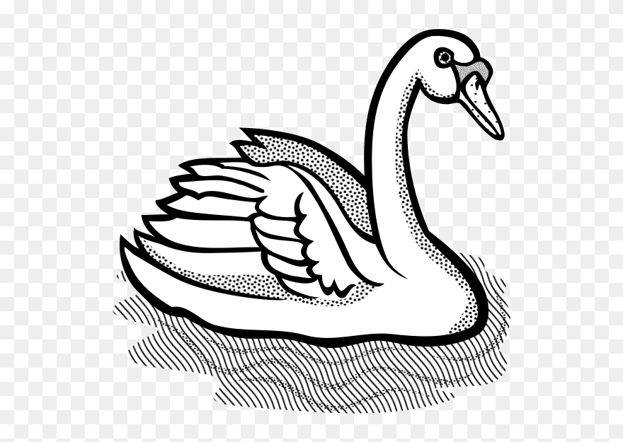 Swan With Part Spotty Feathers In Water Vector Image - Clipart Black And White Swan - Png Download