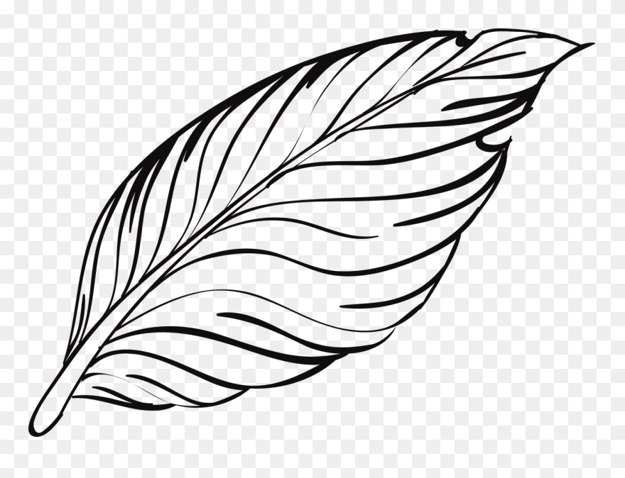 Download Feather Outline Png Clipart (#5534023) - PinClipart