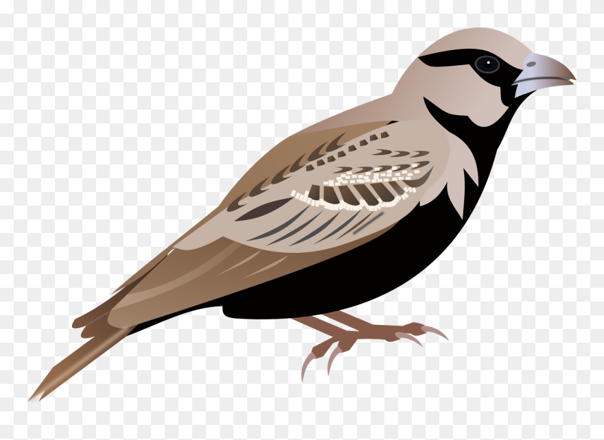 Pigeon Clipart Sparrow - Lark Bird Png Transparent Png