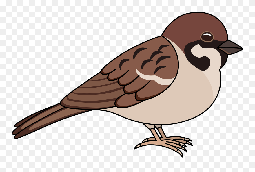 Clipart Sparrows - Png Download