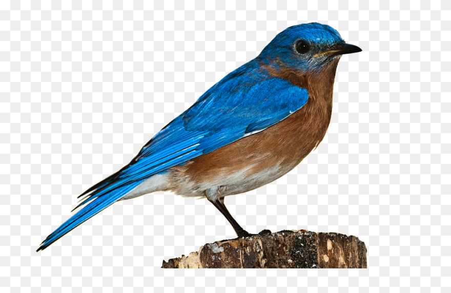 Bird Sparrow Clip Art - Eastern Bluebird Png Transparent Png