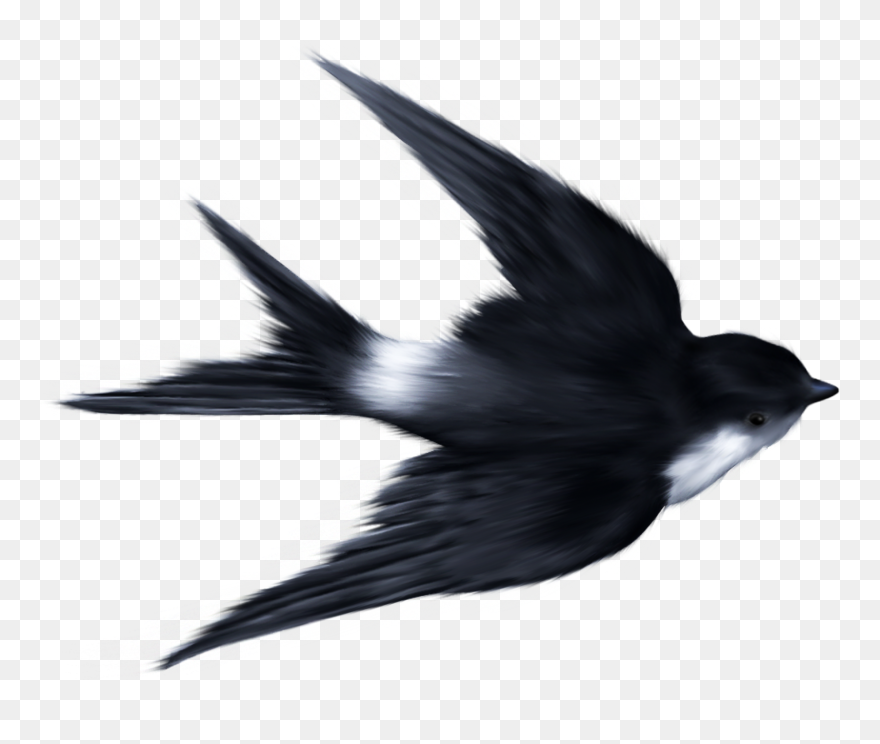 Swallow Ukrainian Skycutter Bird Sparrow Clip Art - Swallow Flying - Png Download