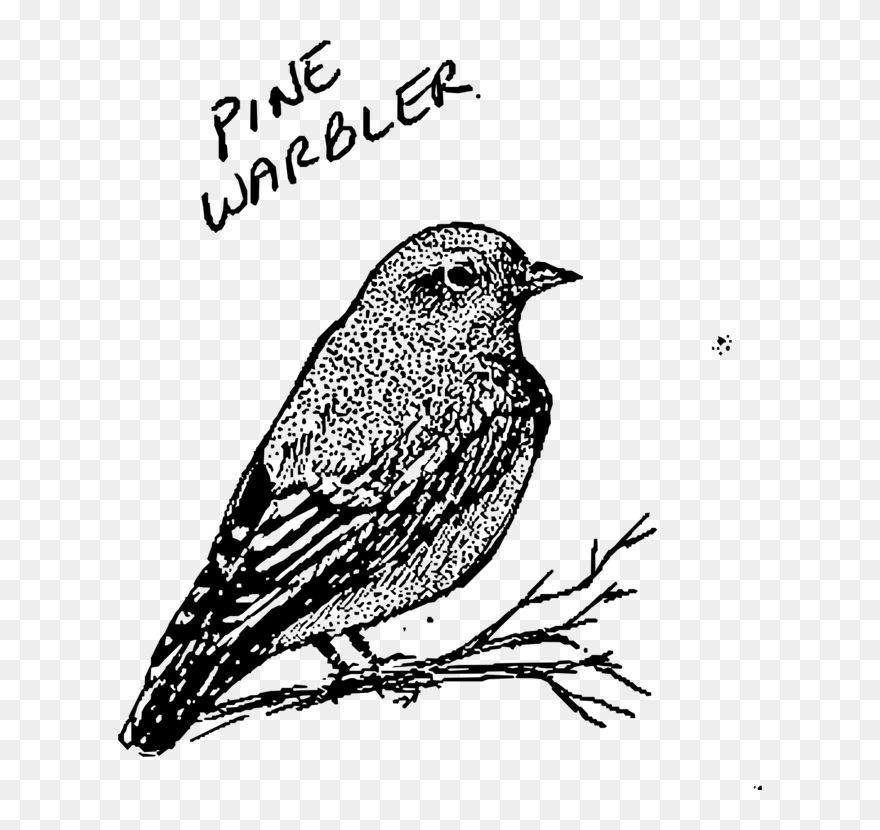 Art,sparrow,monochrome Photography - Bird Line Art Clipart