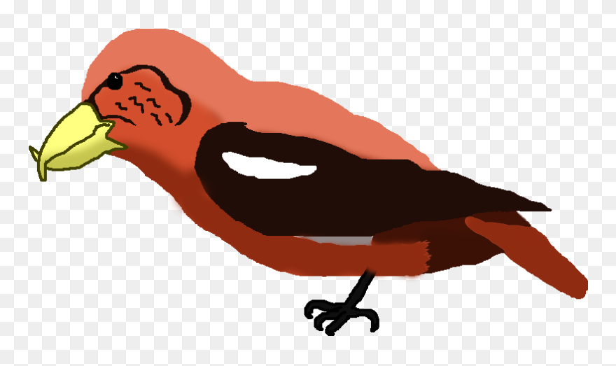 List Of Birds Devonshire - Cross Bill Bird Cartoon Clipart