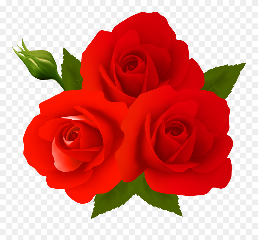 Garden Centifolia Clip Art - Png Download