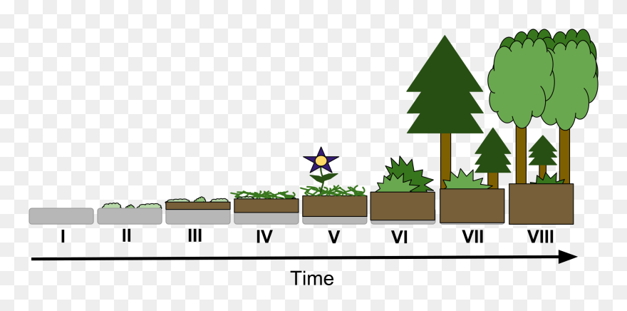 Vegetation Drawing Easy - Primary To Secondary Succession Clipart