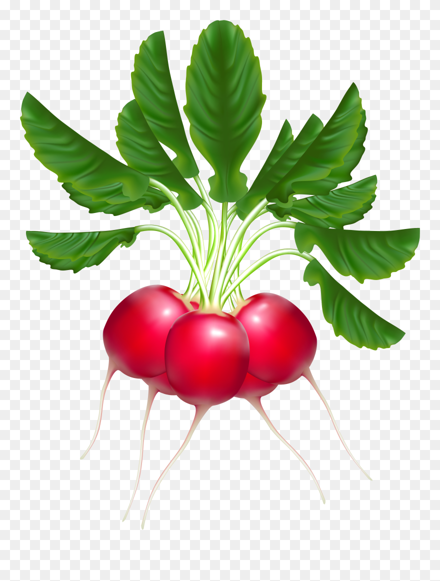 Radish Clipart Free Clipartfox - Radishes Clipart - Png Download