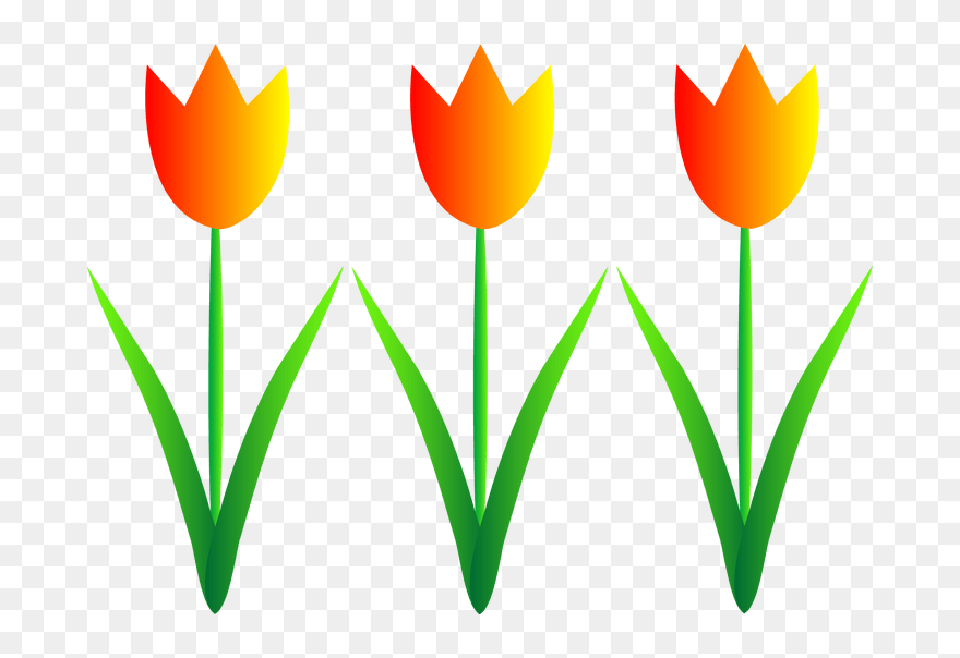 Tulip Clipart - Png Download