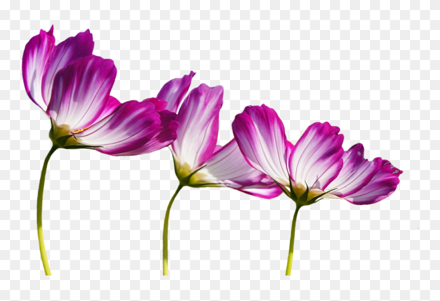 Transparent Burgundy Flowers Clipart - Png Download