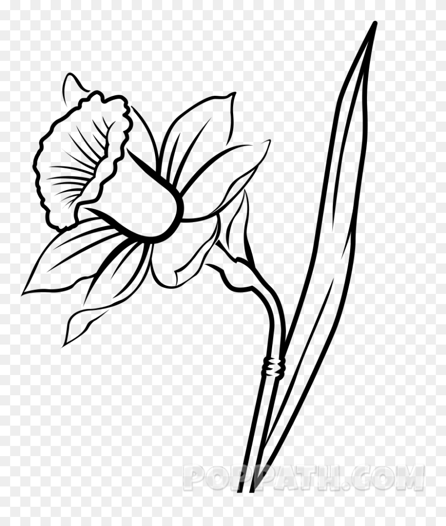 Daffodil Clipart Leek - Daffodil Flower Drawing - Png Download