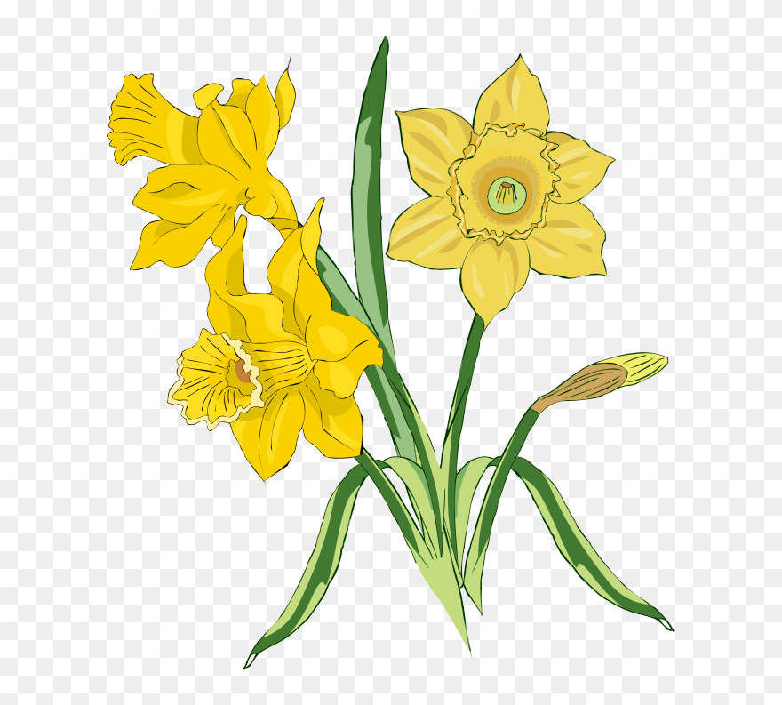 Daffodil Clip Art Free - Transparent Cartoon Daffodil Png
