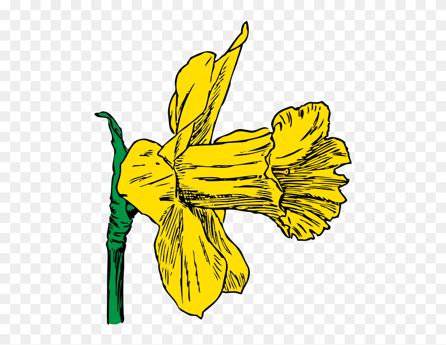 Daffodil - Daffodil Clip Art - Png Download