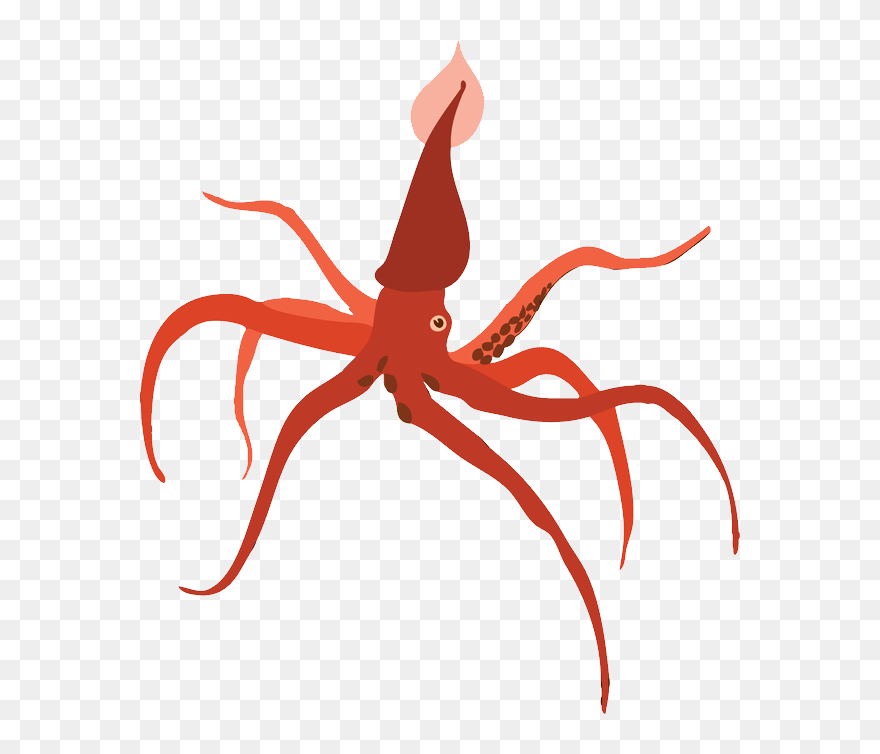 Squid Png - Кальмар Png Clipart