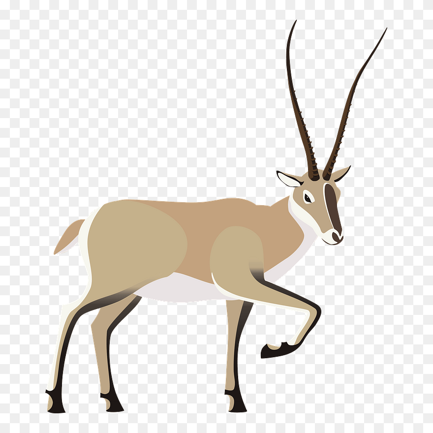 Tibetan Antelope Clipart - Deer - Png Download