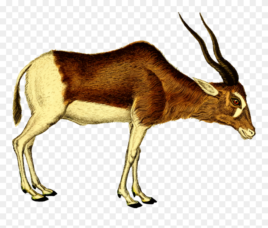 Antelope,cattle Like Mammal,springbok - Antelope Clipart - Png Download