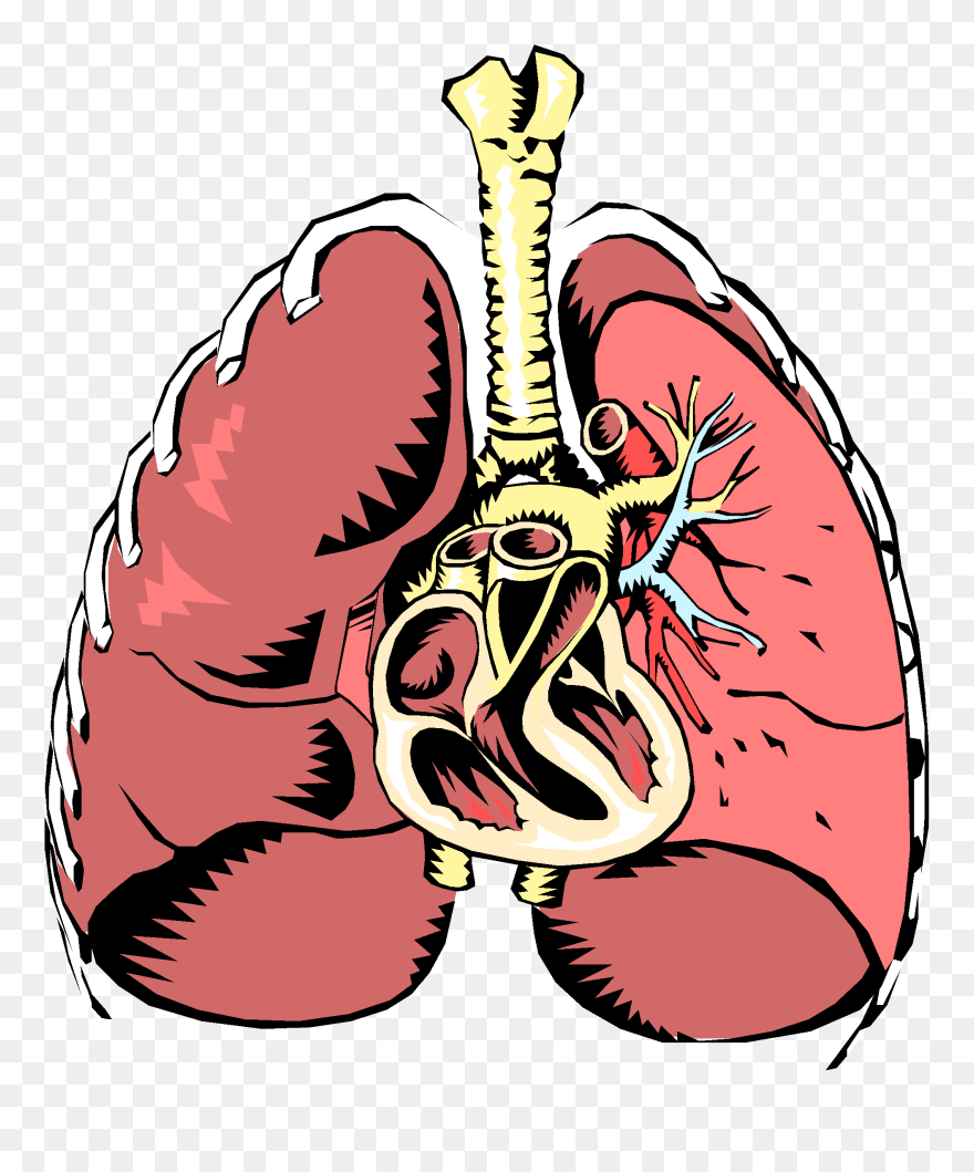 Transparent Breathing Png - Normal Flora Of Trachea Clipart