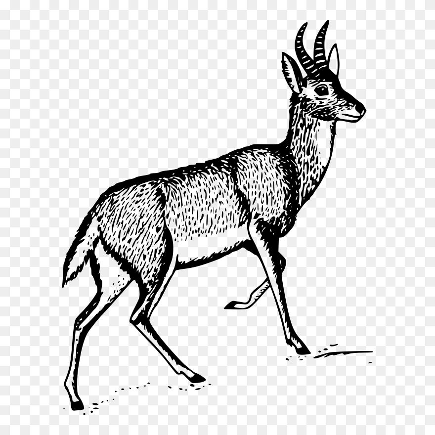 Bohor Reedbuck - Drawing Of A Reedbuck Clipart